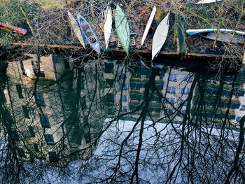 Reflection of trees in water