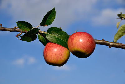 Close-up of apple on tree