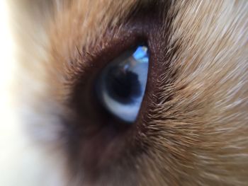 Close-up portrait of cat