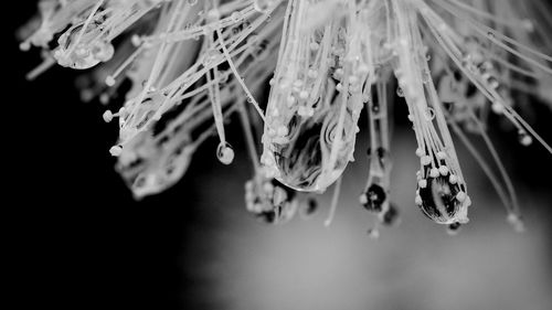 Close-up of plant against blurred background