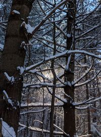 Low angle view of bare trees during winter