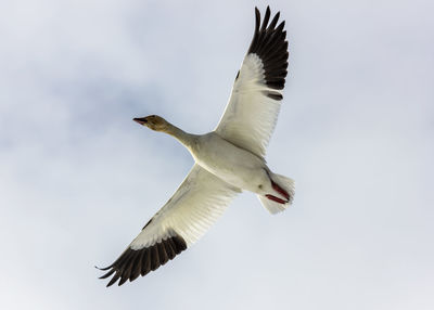 Low angle view of seagull flying