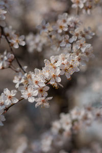 Close-up of cherry blossom tree