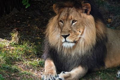 Portrait of lion relaxing on field