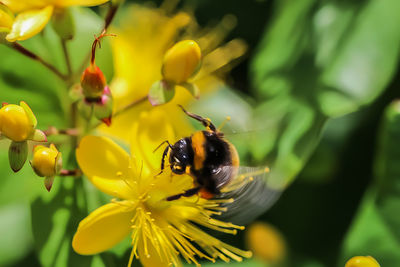 Close-up of bee pollinating on yellow flower