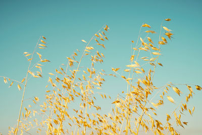 Low angle view of birds flying against clear blue sky