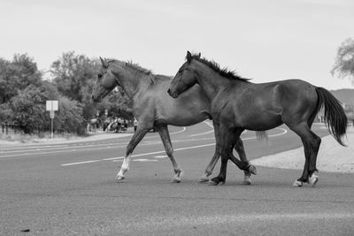 Side view of horse running on beach against sky