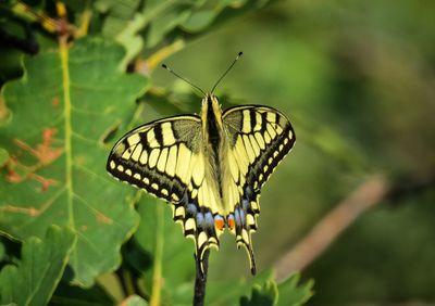 Close-up of butterfly pollinating on flower