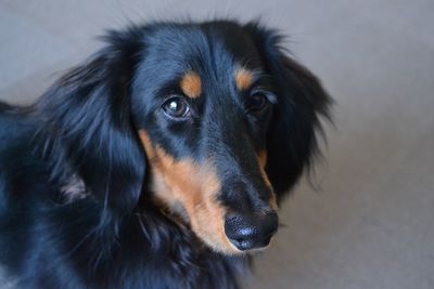 Close-up of a dog