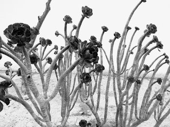 Low angle view of plants against sky