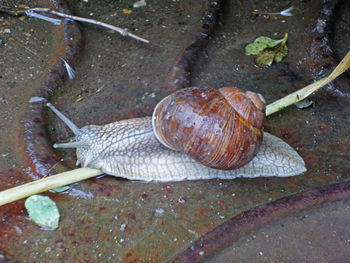 Close-up of snail
