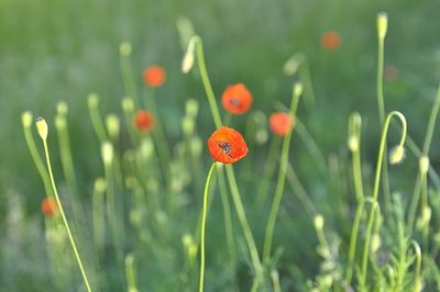 Close-up of red poppy flowers on field