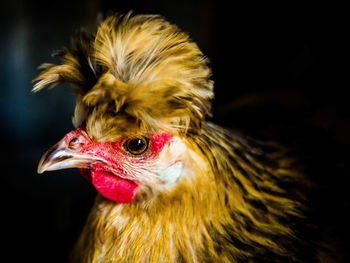 Close-up portrait of hen