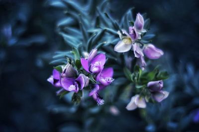 Close-up of purple flowers blooming outdoors