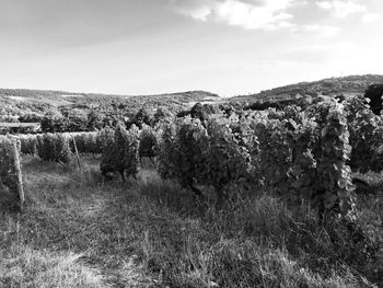 Scenic view of land against sky