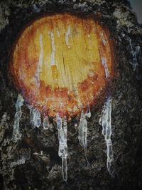 Close-up of mushroom growing on rock