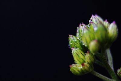 Close-up of plant over black background