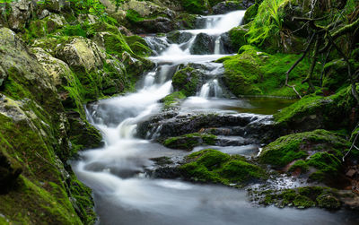 Scenic view of waterfall in forest