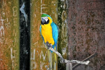 Bird perching on a tree