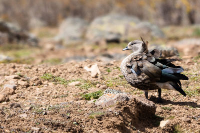 Bird perching on rock