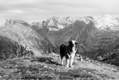 Australian shepherd standing on field by mountains 