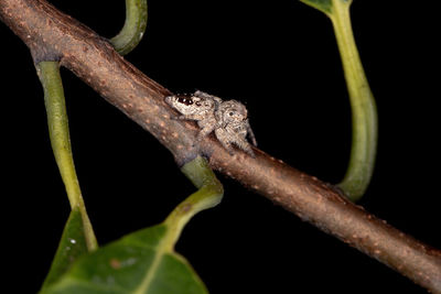 Close-up of lizard on branch