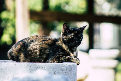 Close-up of a cat