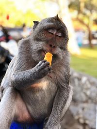 Monkey eating food