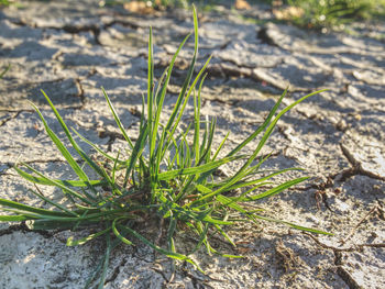 High angle view of plants growing on field