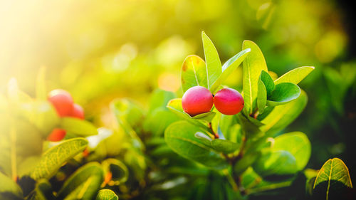 Cluster of bengal currants or christ's thorn, sweet and sour tropical fruit on tree