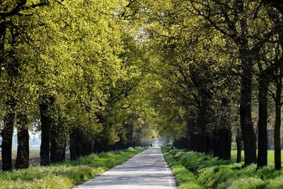 Road amidst trees in park