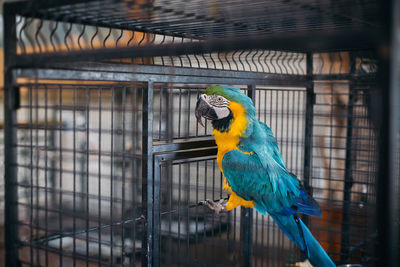 Close-up of parrot perching in cage