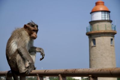 Low angle view of monkey sitting against sky