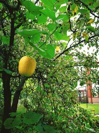 Close-up of fruits hanging on tree