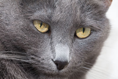 Close-up portrait of cat