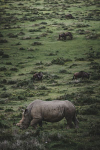 View of sheep grazing in field