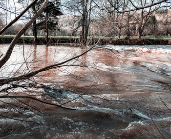 Bare trees by river during winter