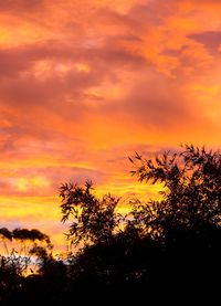 Low angle view of silhouette trees against orange sky