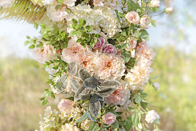 Close-up of white flowering plant