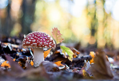 Close-up of fly agaric mushroom