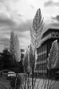 Close-up of plant against house on field