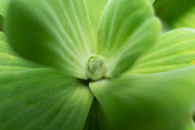 Full frame shot of green leaves