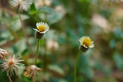 Close-up of yellow flowering plants