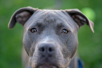 Close up of a pitbull puppy looking at you in a shallow depth of field