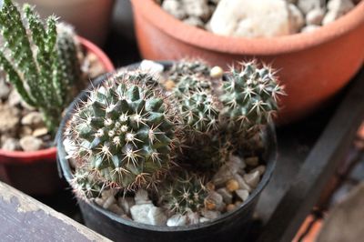 High angle view of succulent plant in pot