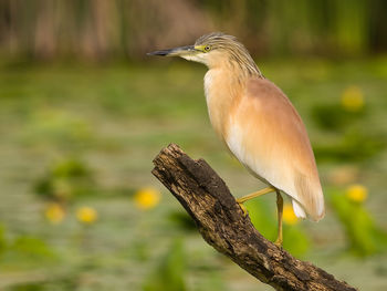 Close-up of a bird perching on a tree