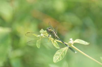 Close-up of dragonfly on leaf