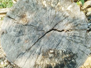 Close-up of tree stump in forest