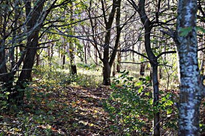 Trees in forest