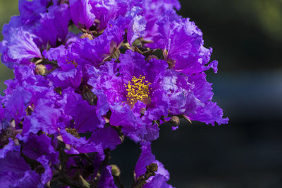 Close-up of purple flowers